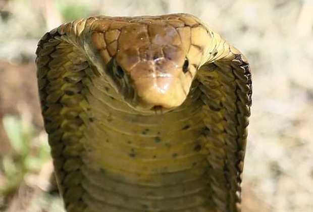 Egyptian Cobra Head