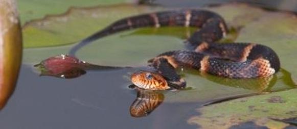 Broad-banded water snake in water