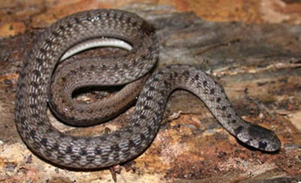 brown snake (Storeria dekayi)