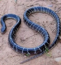 Common Krait Snake