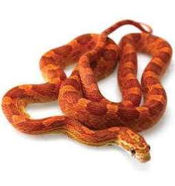 Corn Snake Snake Facts,Pet Fennec Fox