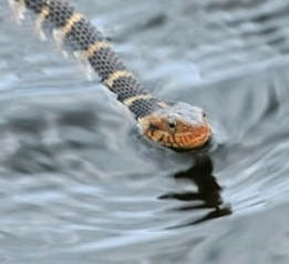 Florida water snake