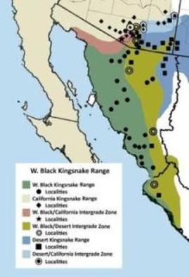 Mexican black kingsnake range