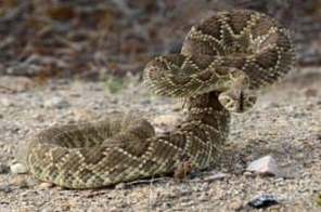 Mojave rattlesnake ready to strike