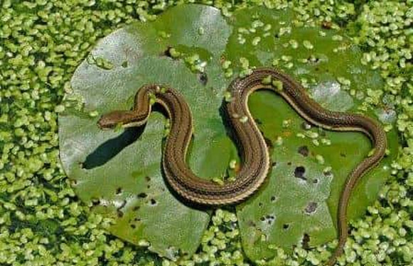 Queen snake (Regina septemvittata)