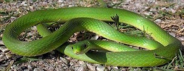 Rough Green Snake - Snake Facts