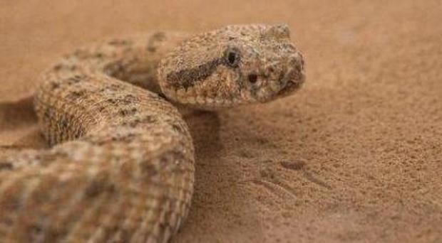 Sidewinder moving in sand