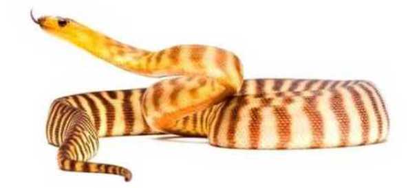 Woma python body