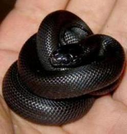 Mexican Black Kingsnake Snake Facts,Bathroom Tile Ideas Blue