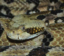 Timber Rattlesnake (Crotalus horridus) coiled 