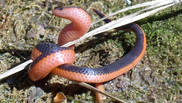 Worm Snake - Snake Facts